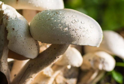 蘑菇视频吃瓜爆料是真的吗,真相揭秘，是真是假？